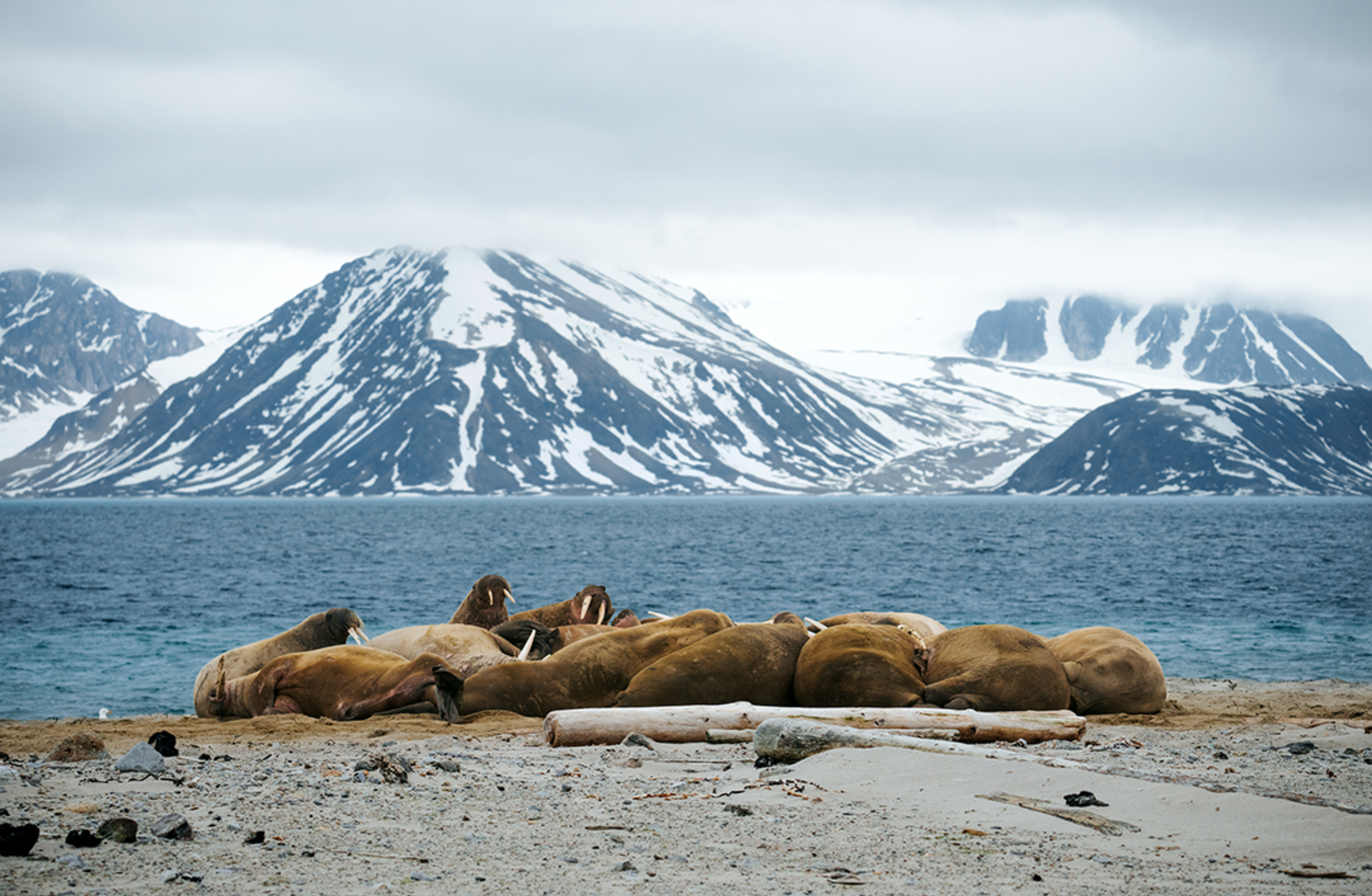  Walruses