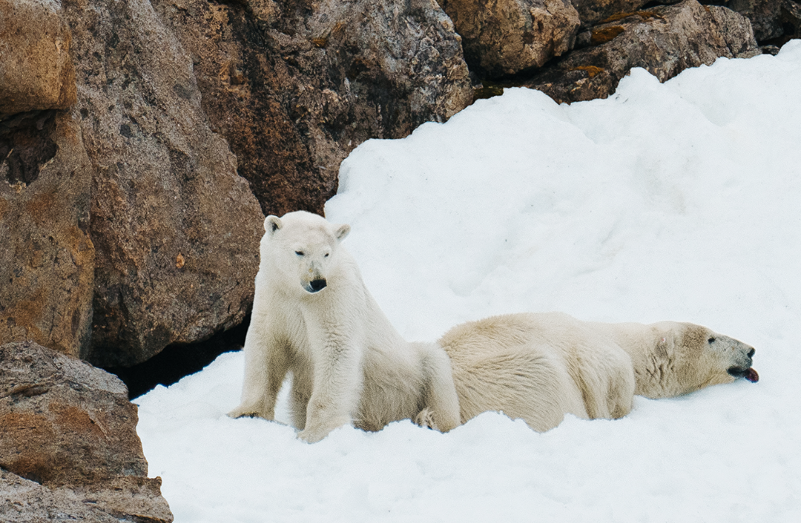 Polar Bears
