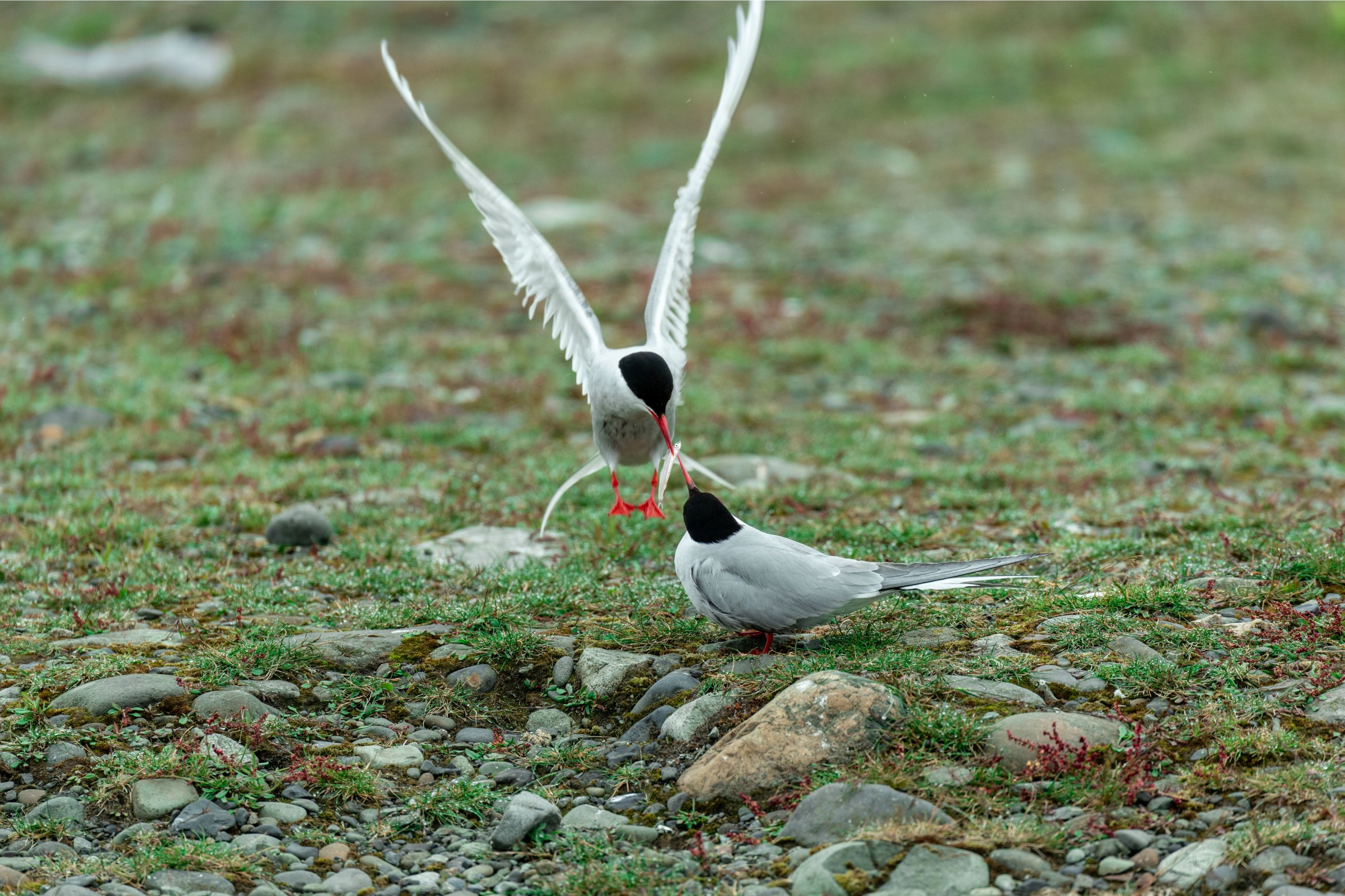 arctictern_Body Image w caption (Bleed) Template_PC.jpg