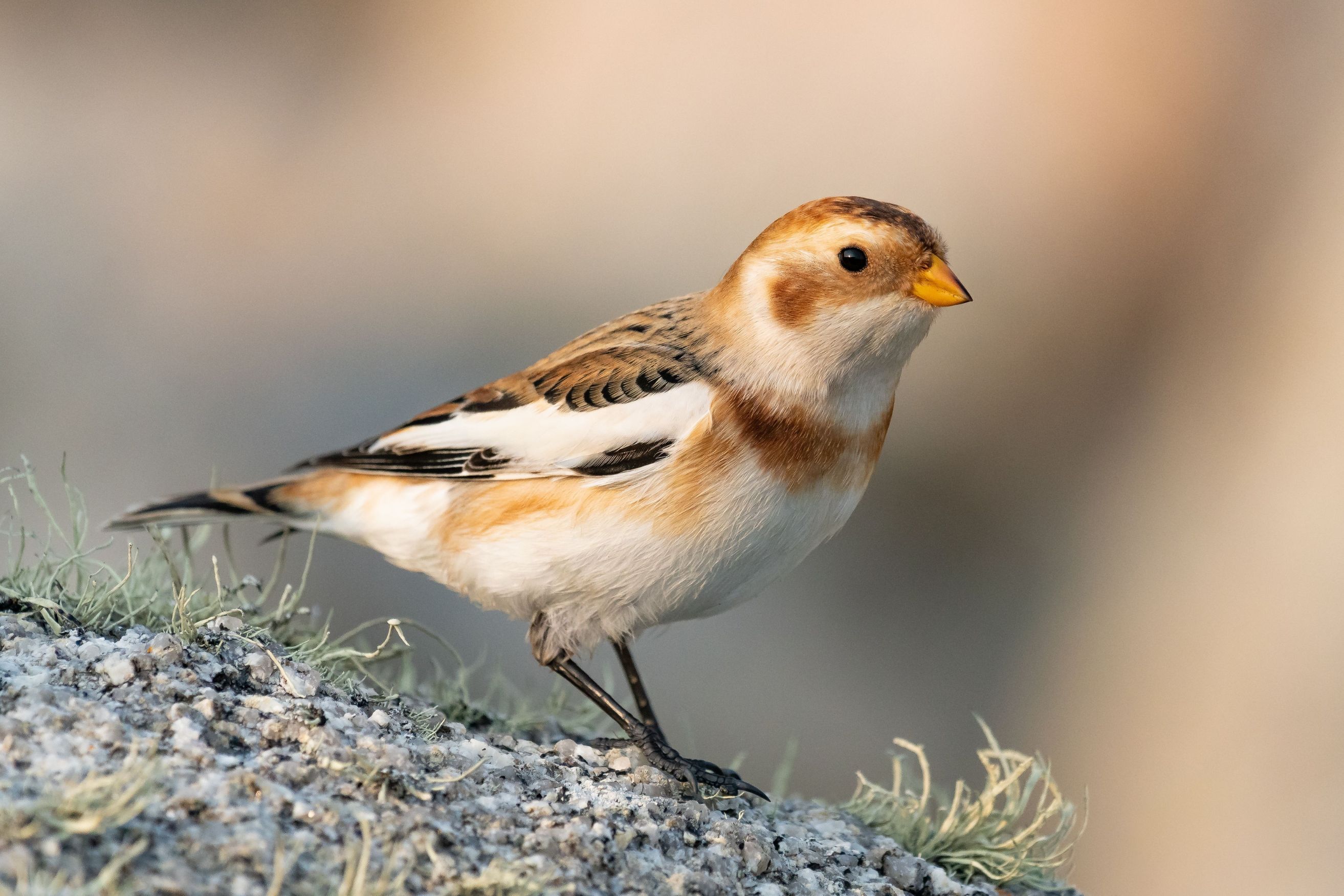 snowbunting_Body Image w caption (Bleed) Template_PC.jpg