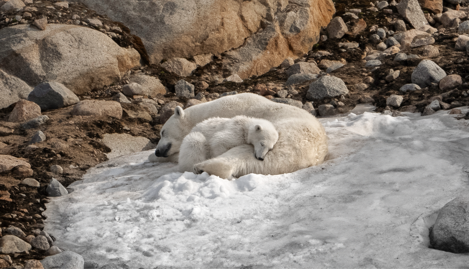 arctic - body 1