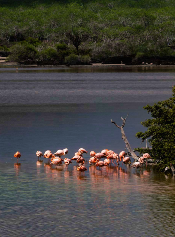 north-seymour-island-img-text