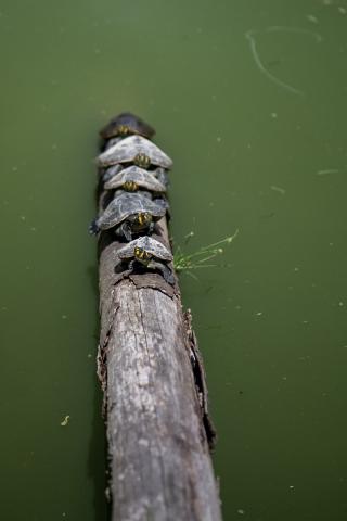 Amazon - Taricaya turtles
