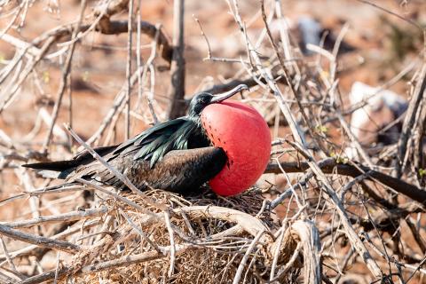Aqua Mare _ Frigate Bird _ 01