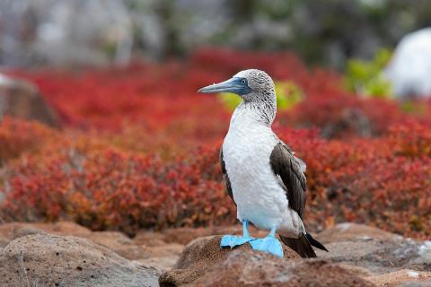blue-footed-boobie_galapagos