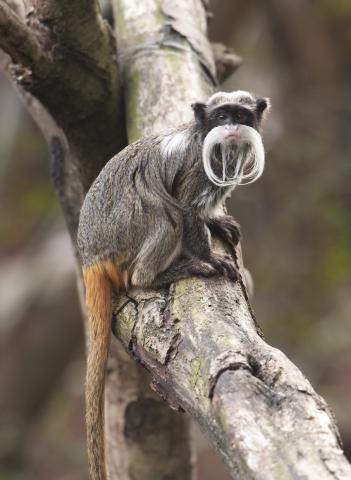 emperor-tamarind-on-tree