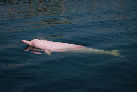 pink-dolphin-in-water