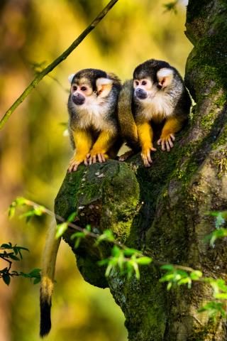 squirrel-monkeys-on-gnarly-tree