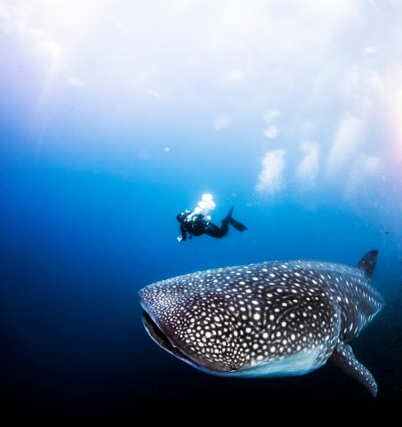 whaleshark-with-divemaster-underwater-darwin-island