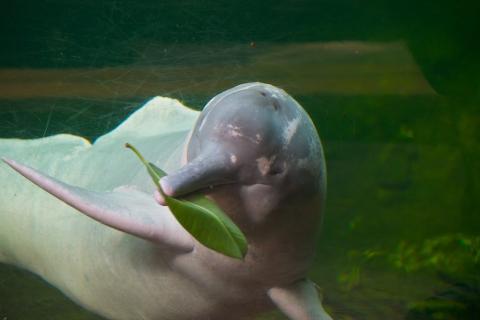Amazon pink dolphin