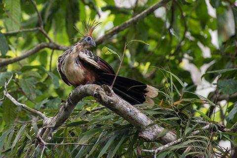 Hoatzin birds