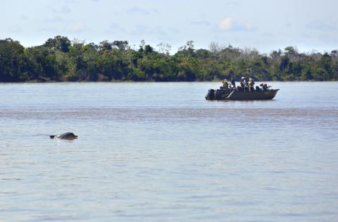 Amazon pink dolphin