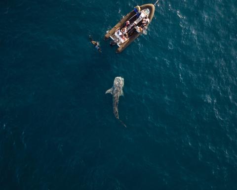 Aqua Blu - Swimming with Whalesharks- 02