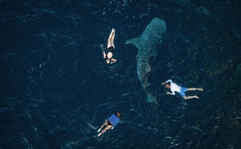Aqua Blu - Swimming with whalesharks 