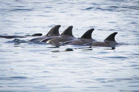 Ambon & Spice Islands Cruise
