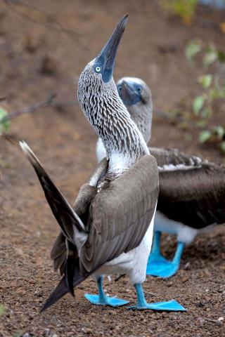 Aqua Mare_Blue footed boobies_02