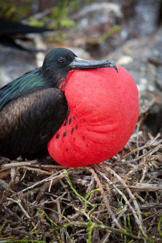 Frigatebird