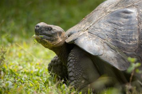 Galapagos Tortoise