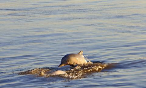 Amazon pink dolphin