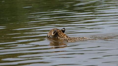 Aqua Expeditions -  Wildlife adventure