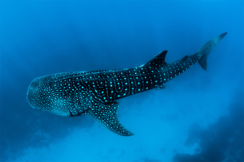 Aqua Blu - Swimming with whalesharks 