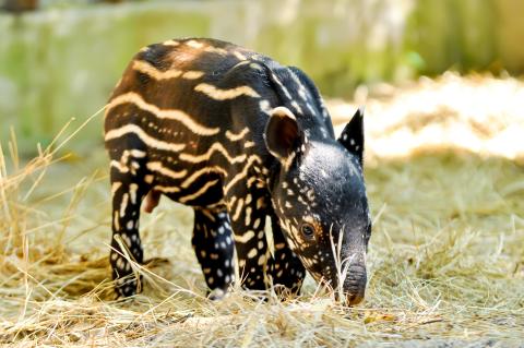 baby-malayan-tapirs