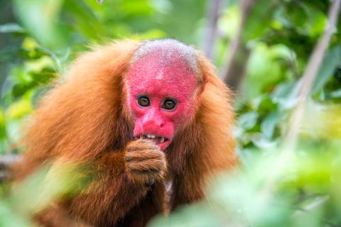 bald-uakari-monkey-staring-closeup