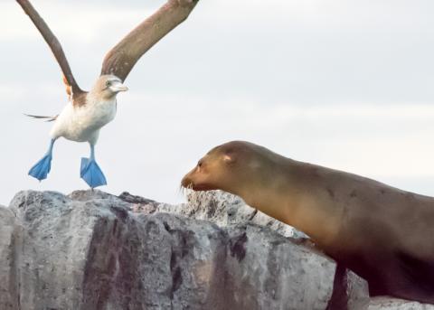 Blue Footed Booby