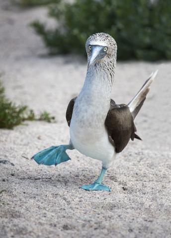 Blue Footed Booby