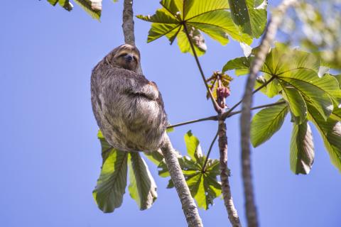 brown-throated-sloth