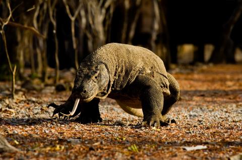 Cruises to Bali and Komodo