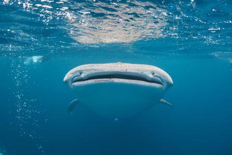 Aqua Blu - Swimming with whalesharks 