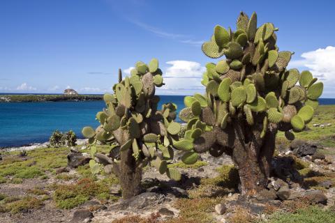 south plaza islands galapagos