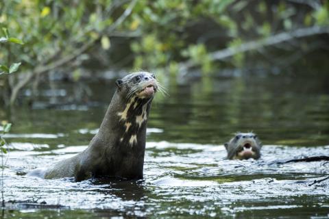 giant-river-otter-swimming