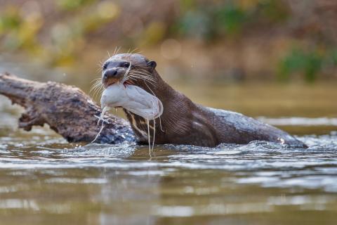 giant-rover-otter-bait-mouth-peru-river