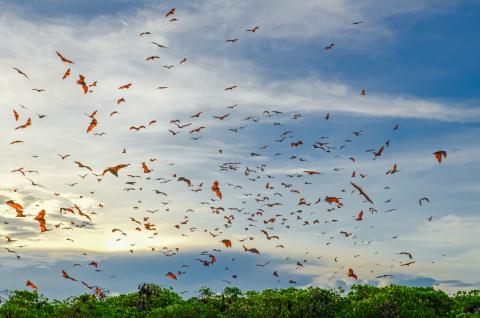 Cruises to Bali and Komodo