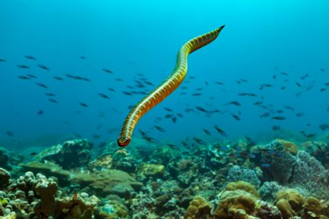 Ambon & Spice Islands Cruise