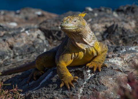 Land Iguana