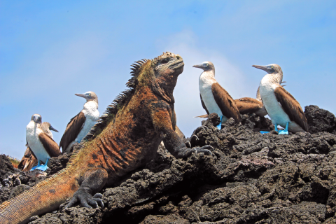 Blue Footed Booby