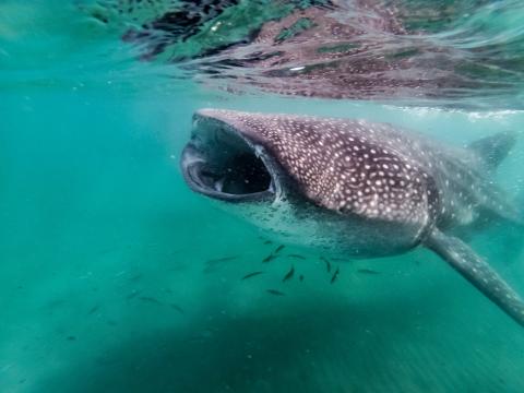 Aqua Blu - Swimming with whalesharks 