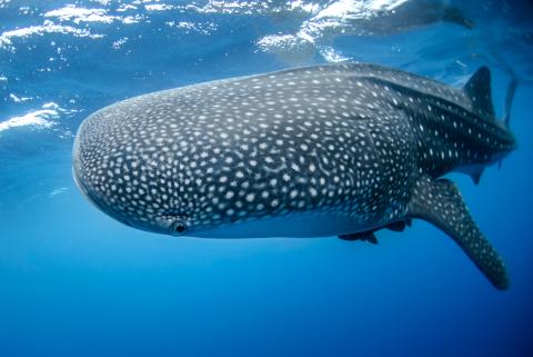 Aqua Blu - Swimming with whalesharks 