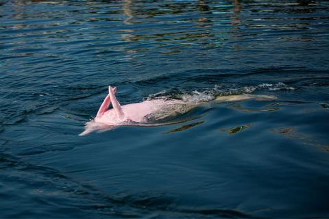 Amazon pink dolphin