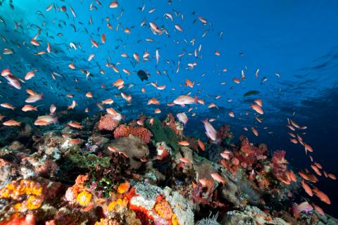 Ambon & Spice Islands Cruise
