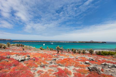 south plaza islands galapagos