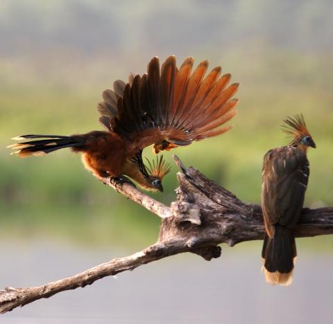 Hoatzin birds