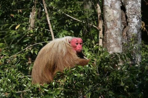 uakari-monkey-on-tree