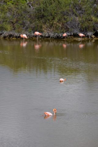 galapagos birds
