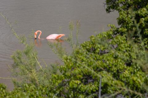galapagos birds