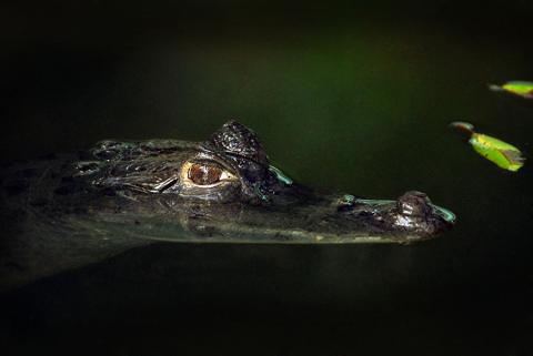 Amazon - Caiman