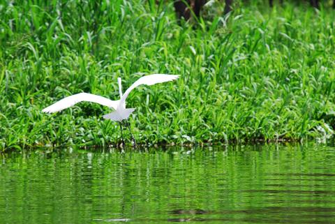 Amazon - Great Egret